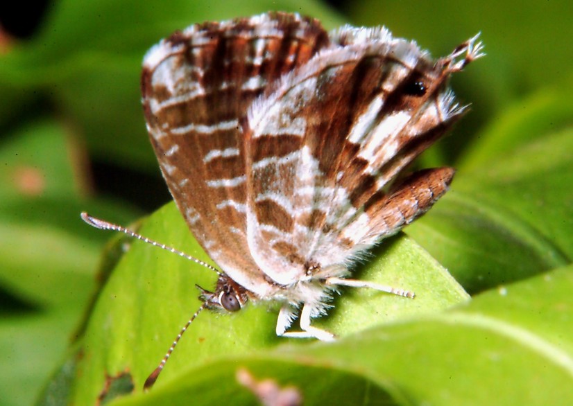 Ancora Cacyreus marshalli